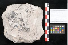 Foto (Objekt + Etikett) von Lepidodendron selaginoides Sternbg. (NHMW-GEO-2024-0188-11037)